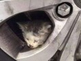 小刚救助流浪猫爆料视频,温馨瞬间感动网友