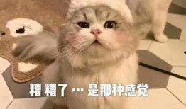 小刚救助流浪猫爆料视频,温馨瞬间感动网友