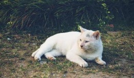小刚救助流浪猫爆料视频,温馨瞬间感动网友