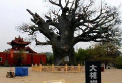 大槐树在线观看,寻根之旅，揭秘家族传奇
