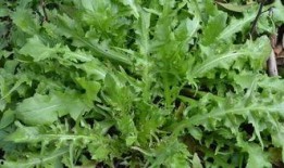 野菜生活爆料视频大全下载,视频大全下载，揭秘自然之美与生活智慧
