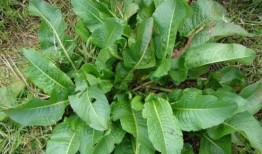 野菜生活爆料视频大全下载,视频大全下载，揭秘自然之美与生活智慧