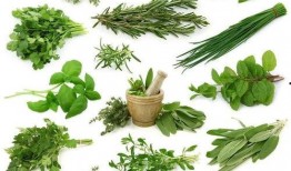 野菜生活爆料视频大全下载,视频大全下载，揭秘自然之美与生活智慧